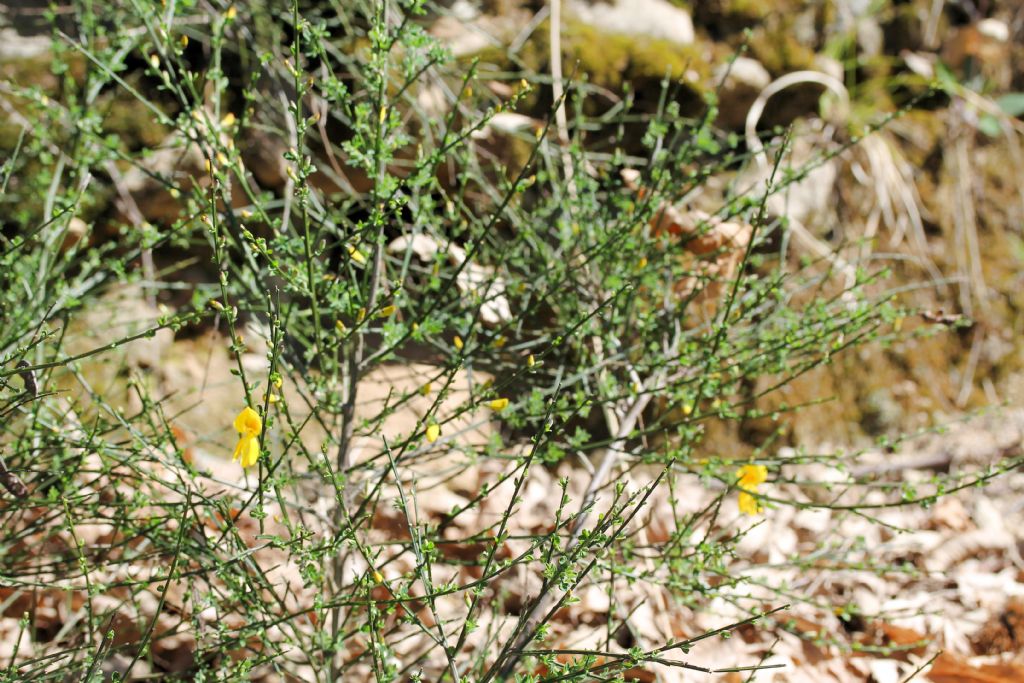 Cytisus scoparius
